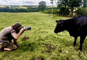 Lee photographing a cow